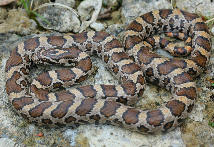 Eastern Milk Snake